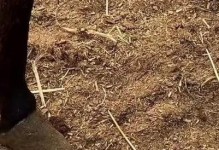 仙剑奇侠传7马和兔任务攻略（如何正确地分配胡萝卜？马和兔的能力对比解析）
