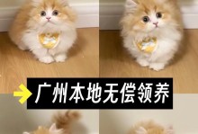寻猫橘子出装顺序攻略（王者荣耀寻猫橘子出装顺序推荐，助你登顶巅峰！）