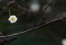 解密《神探小秀才》第59关（如何通过第59关，让你成为游戏大神！）